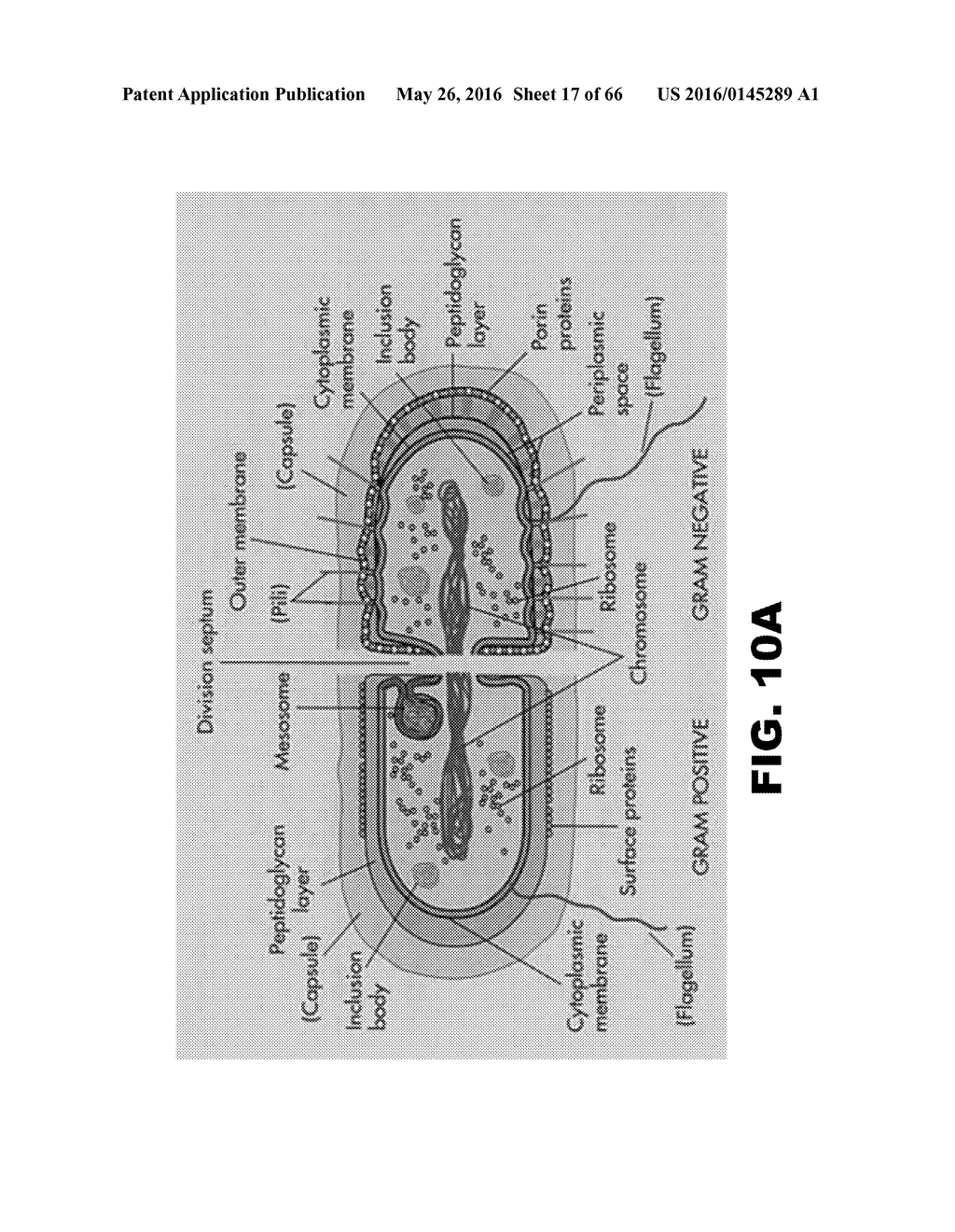 COMPOUNDS AND METHODS FOR TREATING BACTERIAL INFECTIONS - diagram, schematic, and image 18