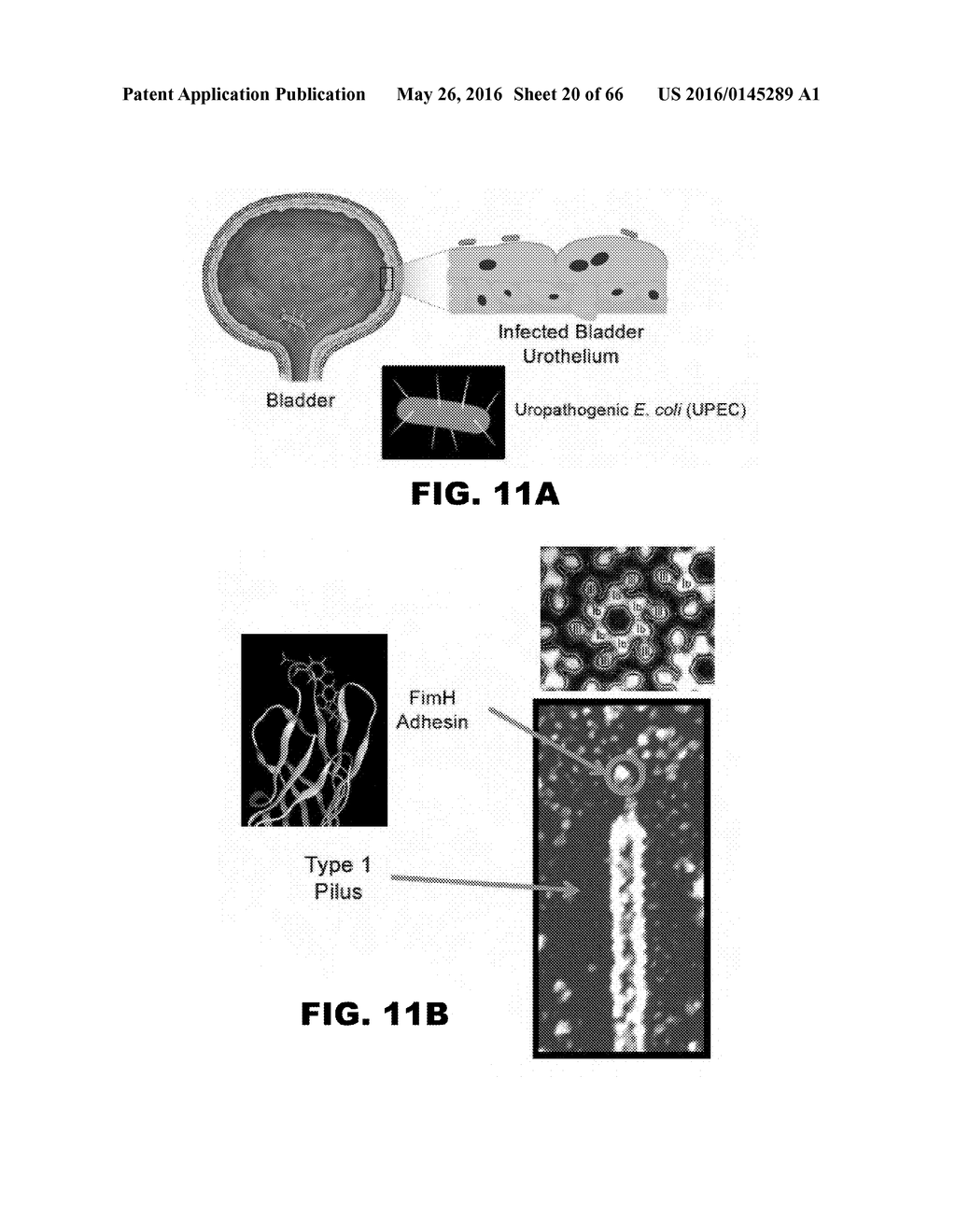 COMPOUNDS AND METHODS FOR TREATING BACTERIAL INFECTIONS - diagram, schematic, and image 21