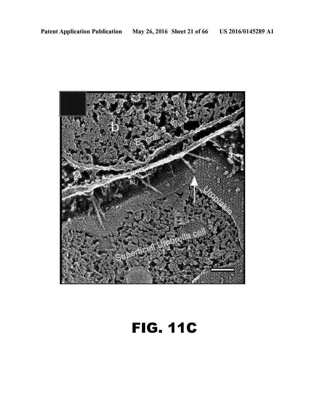 COMPOUNDS AND METHODS FOR TREATING BACTERIAL INFECTIONS - diagram, schematic, and image 22