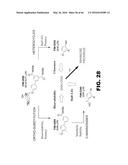 COMPOUNDS AND METHODS FOR TREATING BACTERIAL INFECTIONS diagram and image