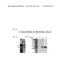 CETP ANTIGENIC PEPTIDE AND FUSION PROTEIN AND THEIR COMPOSITION AND     APPLICATIONS diagram and image