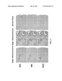 ANTI-MUCIN 1 BINDING AGENTS AND USES THEREOF diagram and image