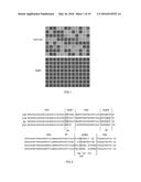 CAMELID SINGLE HEAVY-CHAIN ANTIBODY DIRECTED AGAINST CHROMATIN AND USES OF     SAME diagram and image