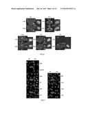 CAMELID SINGLE HEAVY-CHAIN ANTIBODY DIRECTED AGAINST CHROMATIN AND USES OF     SAME diagram and image