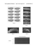 CAMELID SINGLE HEAVY-CHAIN ANTIBODY DIRECTED AGAINST CHROMATIN AND USES OF     SAME diagram and image