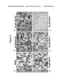 Compositions and Methods Useful for Culturing Differentiable Cells diagram and image