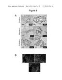 Compositions and Methods Useful for Culturing Differentiable Cells diagram and image