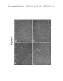 Compositions and Methods Useful for Culturing Differentiable Cells diagram and image