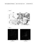 KIT AND METHOD FOR PROMOTING MESENCHYMAL STEM CELL DIFFERENTIATION diagram and image