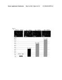 METHOD FOR DIFFERENTIATION OF PLURIPOTENT STEM CELLS INTO MULTI-COMPETENT     RENAL PRECURSORS diagram and image