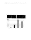 METHOD FOR DIFFERENTIATION OF PLURIPOTENT STEM CELLS INTO MULTI-COMPETENT     RENAL PRECURSORS diagram and image