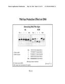 Nuclease-Resistant DNA Analogues diagram and image