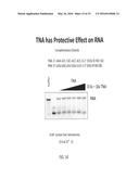 Nuclease-Resistant DNA Analogues diagram and image