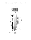 MICRO-RNA FAMILY THAT MODULATES FIBROSIS AND USES THEREOF diagram and image