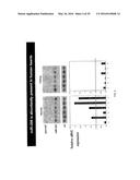 MICRO-RNA FAMILY THAT MODULATES FIBROSIS AND USES THEREOF diagram and image