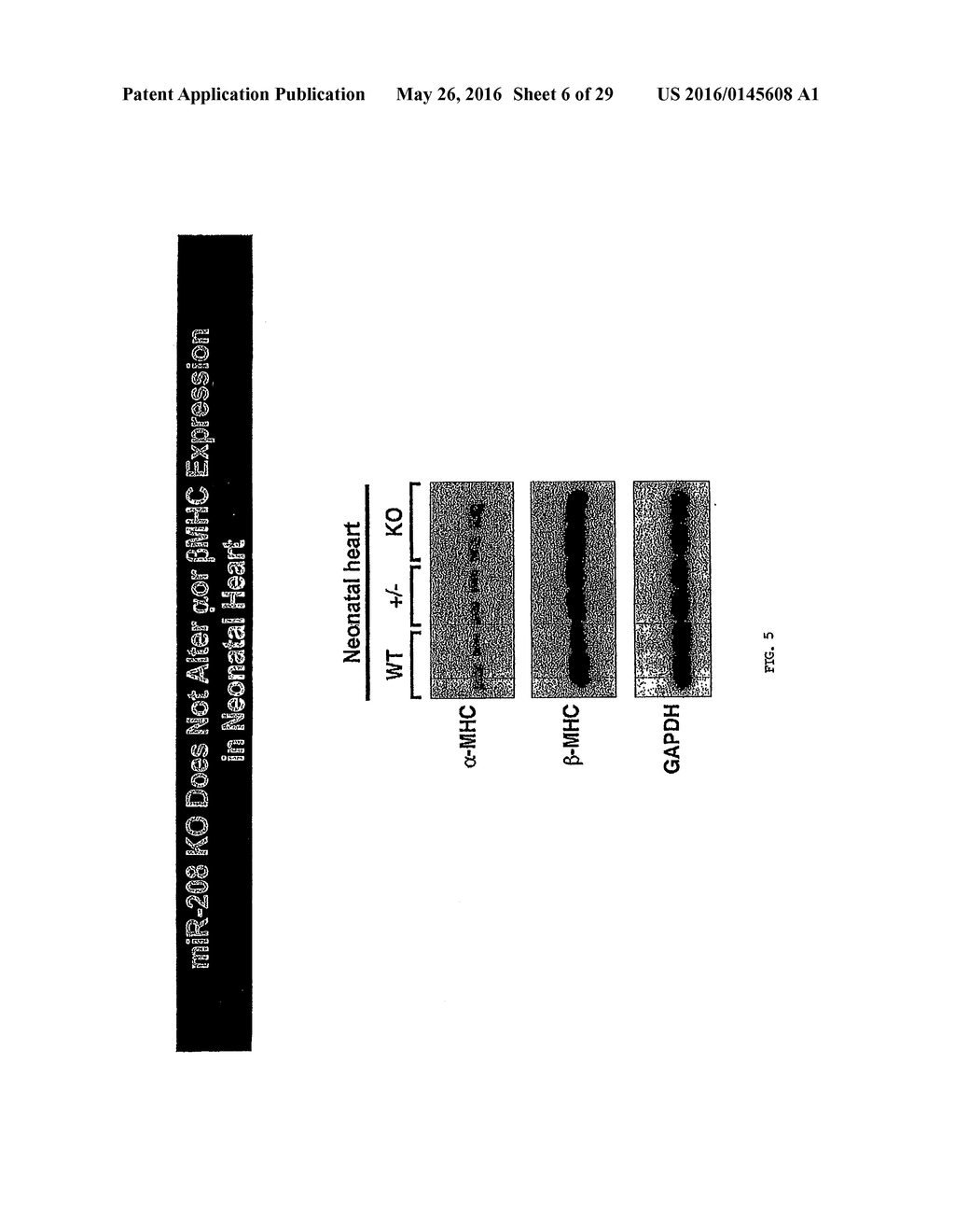 MICRO-RNA FAMILY THAT MODULATES FIBROSIS AND USES THEREOF - diagram, schematic, and image 07