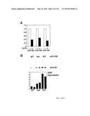 MICRO-RNA FAMILY THAT MODULATES FIBROSIS AND USES THEREOF diagram and image