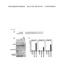 MICRO-RNA FAMILY THAT MODULATES FIBROSIS AND USES THEREOF diagram and image