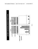 MICRO-RNA FAMILY THAT MODULATES FIBROSIS AND USES THEREOF diagram and image