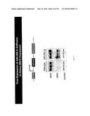 MICRO-RNA FAMILY THAT MODULATES FIBROSIS AND USES THEREOF diagram and image