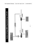 MICRO-RNA FAMILY THAT MODULATES FIBROSIS AND USES THEREOF diagram and image