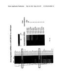 MICRO-RNA FAMILY THAT MODULATES FIBROSIS AND USES THEREOF diagram and image