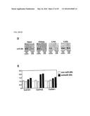 MICRO-RNA FAMILY THAT MODULATES FIBROSIS AND USES THEREOF diagram and image