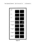 RNAi Agent for Inhibition of Chikungunya Virus diagram and image