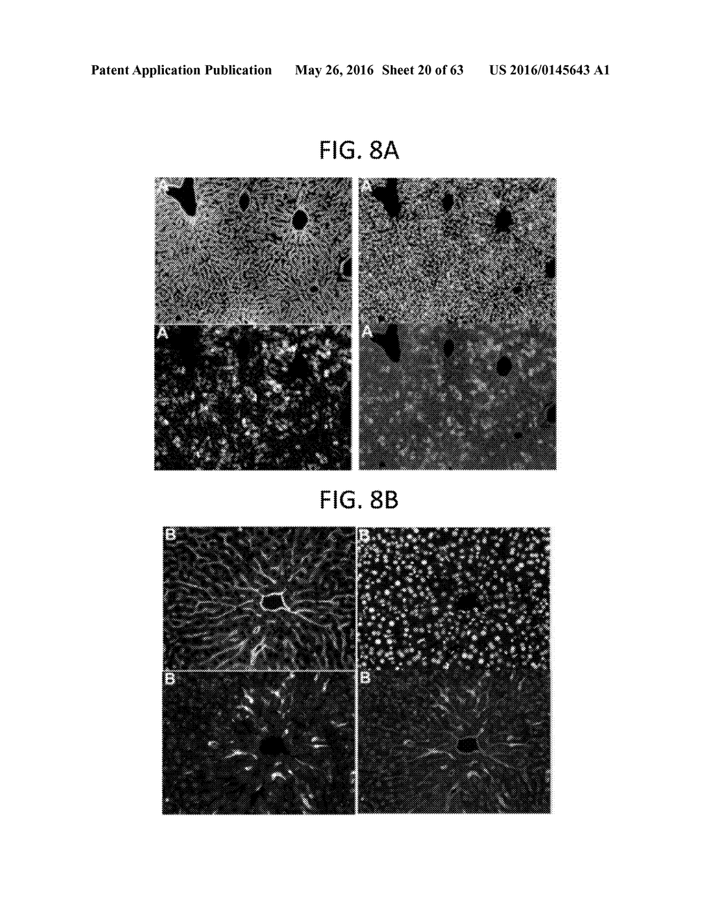 Endothelial-targeted Adenoviral Vectors, Methods and Uses Therefor - diagram, schematic, and image 21