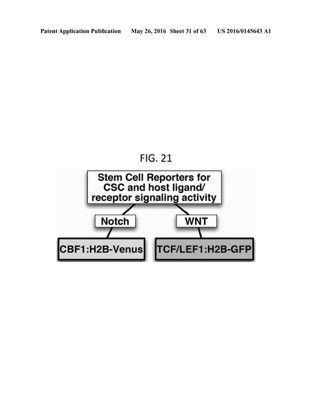 Endothelial-targeted Adenoviral Vectors, Methods and Uses Therefor - diagram, schematic, and image 32