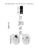 Poly(UG) Polymerase, Constructs, and Methods of Making and Using the Same diagram and image