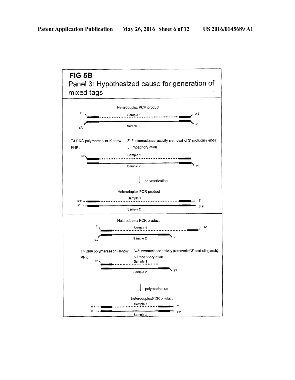 STRATEGIES FOR HIGH THROUGHPUT IDENTIFICATION AND DETECTION OF     POLYMORPHISMS - diagram, schematic, and image 07