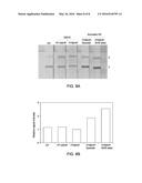 POROUS MEMBRANES WITH A POLYMER GRAFTING, METHODS AND USES THEREOF diagram and image