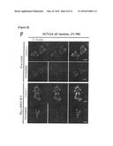 METHOD FOR SCREEING CANCER METASTASIS INHIBITOR USING CULTURE OF CELLS OR     SPHEROIDICALLY AGGREGATED CELLS IN WHICH LYSYL-TRNA SYNTHETASE IS     REGULATED TO BE EXPRESSED OR UNEXPRESSED diagram and image