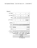 METHOD FOR SCREEING CANCER METASTASIS INHIBITOR USING CULTURE OF CELLS OR     SPHEROIDICALLY AGGREGATED CELLS IN WHICH LYSYL-TRNA SYNTHETASE IS     REGULATED TO BE EXPRESSED OR UNEXPRESSED diagram and image