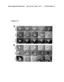 METHOD FOR SCREEING CANCER METASTASIS INHIBITOR USING CULTURE OF CELLS OR     SPHEROIDICALLY AGGREGATED CELLS IN WHICH LYSYL-TRNA SYNTHETASE IS     REGULATED TO BE EXPRESSED OR UNEXPRESSED diagram and image