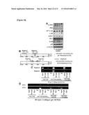 METHOD FOR SCREEING CANCER METASTASIS INHIBITOR USING CULTURE OF CELLS OR     SPHEROIDICALLY AGGREGATED CELLS IN WHICH LYSYL-TRNA SYNTHETASE IS     REGULATED TO BE EXPRESSED OR UNEXPRESSED diagram and image