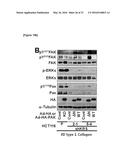 METHOD FOR SCREEING CANCER METASTASIS INHIBITOR USING CULTURE OF CELLS OR     SPHEROIDICALLY AGGREGATED CELLS IN WHICH LYSYL-TRNA SYNTHETASE IS     REGULATED TO BE EXPRESSED OR UNEXPRESSED diagram and image