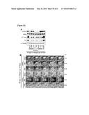 METHOD FOR SCREEING CANCER METASTASIS INHIBITOR USING CULTURE OF CELLS OR     SPHEROIDICALLY AGGREGATED CELLS IN WHICH LYSYL-TRNA SYNTHETASE IS     REGULATED TO BE EXPRESSED OR UNEXPRESSED diagram and image