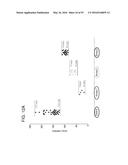 METHODS FOR THE CLASSIFICATION AND DIAGNOSIS OF SCOLIOSIS THROUGH THE USE     OF GI PROTEIN RECEPTOR diagram and image