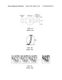 COMPUTATIONAL MICROSCOPY THROUGH A CANNULA diagram and image