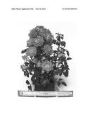 Climbing miniature rose plant named  WEKwoagorol  diagram and image