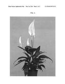 Spathiphyllum plant named Sweet Gino diagram and image