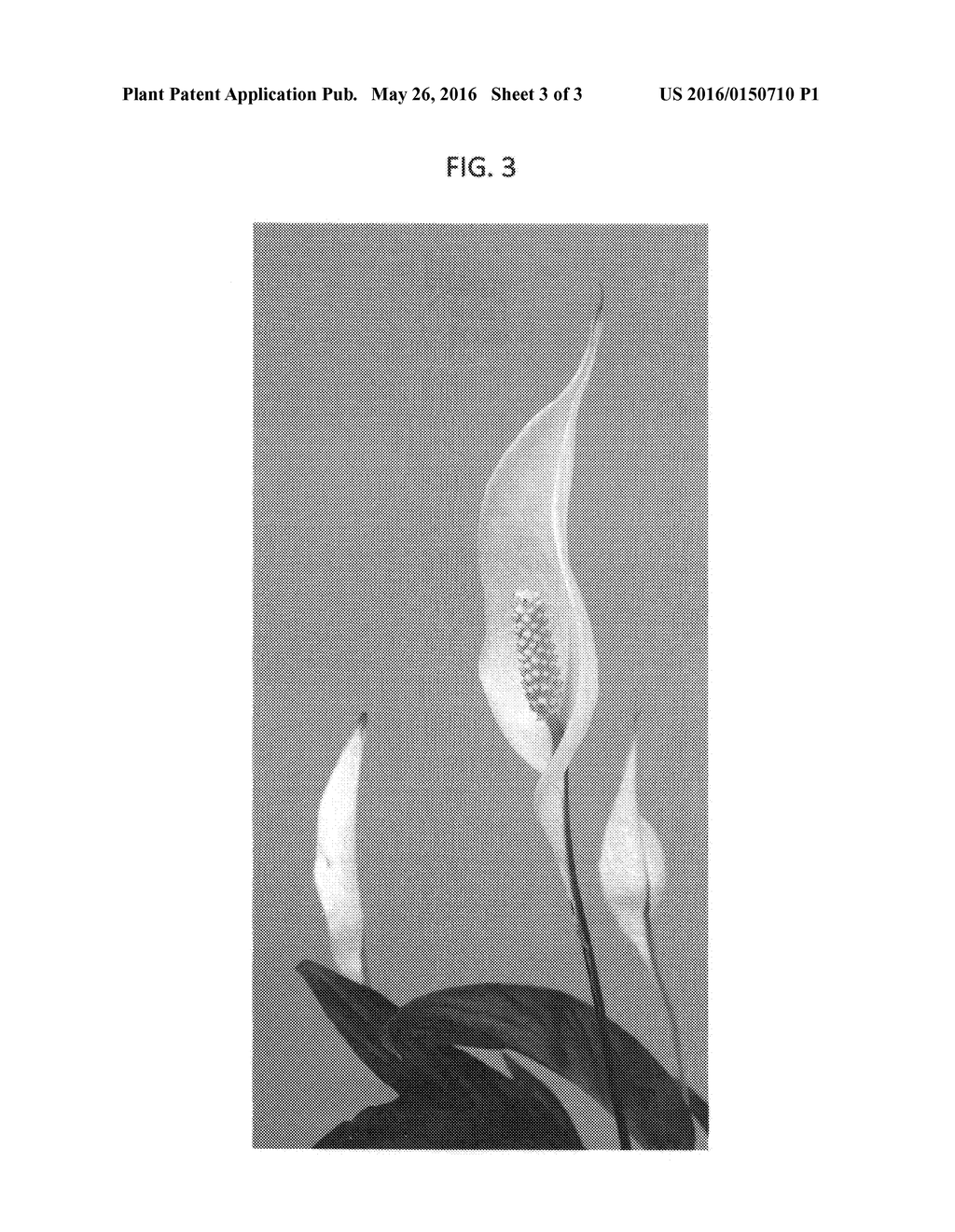 Spathiphyllum plant named Sweet Gino - diagram, schematic, and image 06