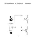 PLANT CULTIVATING CONTAINER diagram and image