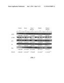 ALGAL-BASED ANIMAL FEED COMPOSITION CONTAINING EXOGENOUS PROTEASE ANIMAL     FEED SUPPLEMENT, AND USES THEREOF diagram and image