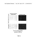 COMPOUNDS FOR THE TREATMENT OF PATHOLOGIES ASSOCIATED WITH AGING AND     DEGENERATIVE DISORDERS diagram and image