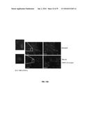 COMPOUNDS FOR THE TREATMENT OF PATHOLOGIES ASSOCIATED WITH AGING AND     DEGENERATIVE DISORDERS diagram and image