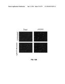 COMPOUNDS FOR THE TREATMENT OF PATHOLOGIES ASSOCIATED WITH AGING AND     DEGENERATIVE DISORDERS diagram and image