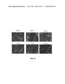 COMPOUNDS FOR THE TREATMENT OF PATHOLOGIES ASSOCIATED WITH AGING AND     DEGENERATIVE DISORDERS diagram and image